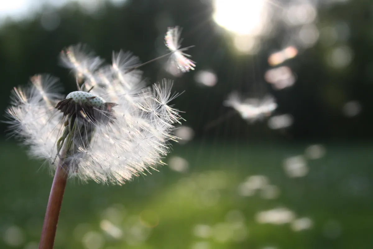 Pusteblume verstreut ihre Samen im Gegenlicht auf einer Wiese