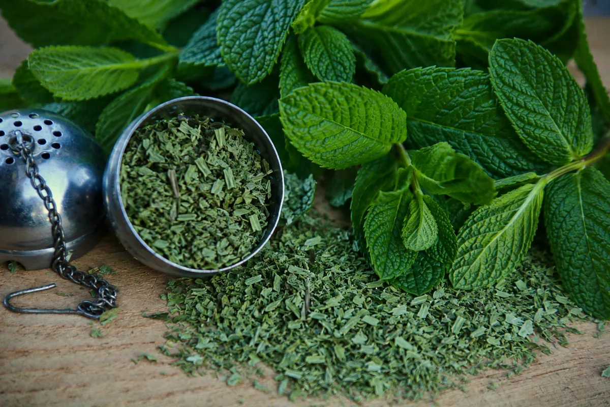 Frische Pfefferminzblätter und getrocknete Kräuter im Teesieb