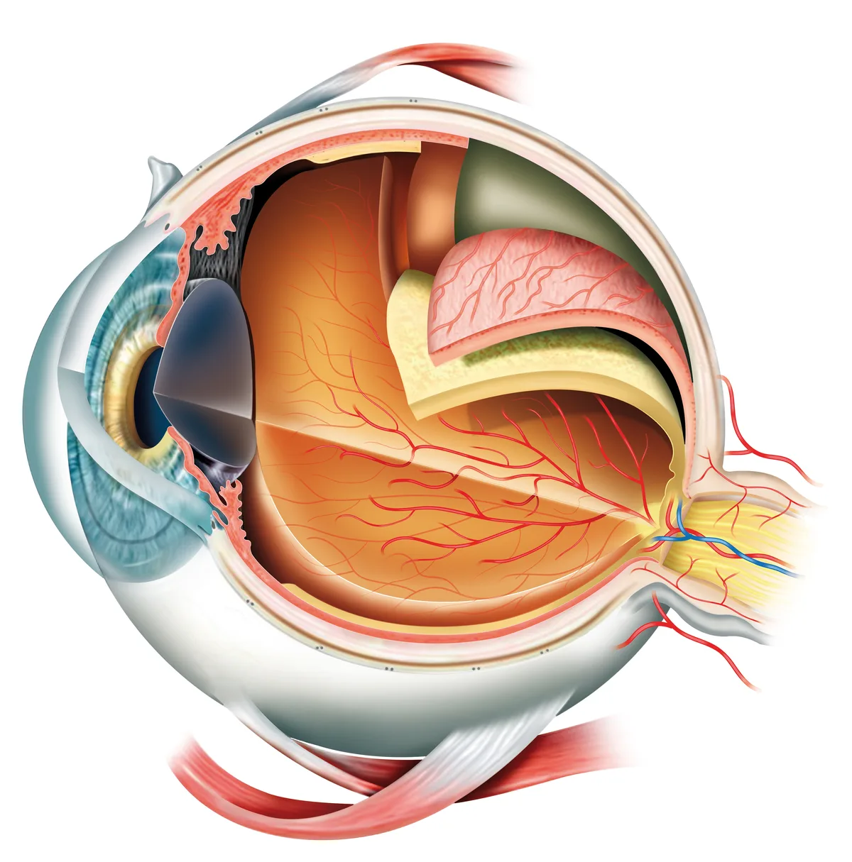 Anatomische Illustration: Querschnitt durch das menschliche Auge