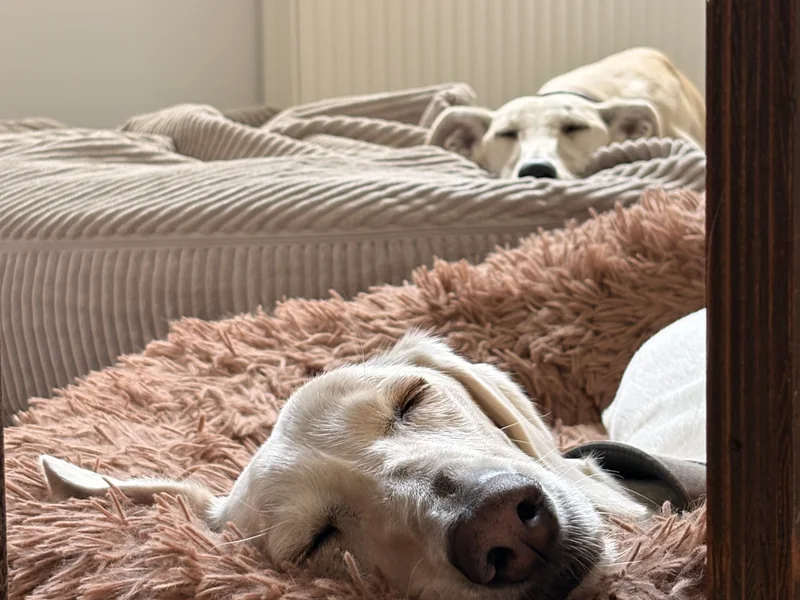 Ella und Theo, die Windhunde der Naturheilpraxis Deja-Lausmann, schlafend in ihren Körbchen im Eingangsbereich