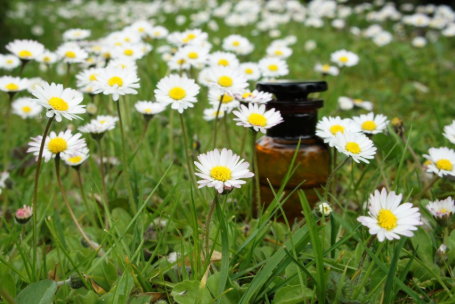 Phytotherapie Phytotherapie